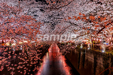 川辺の夜桜、満開 b0010186PH