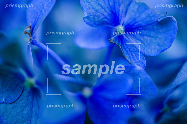 花弁の青い花の群生 e0040006