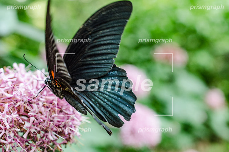 クロアゲハ（黒揚羽、Papilio protenor） i0010002