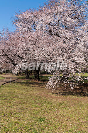 春の桜の公園 a0050001PH