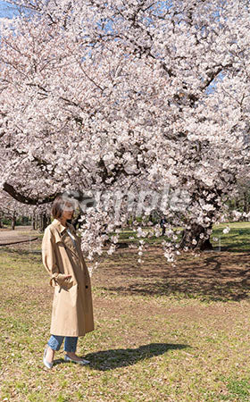 桜の木の前で立つ女性 a0050004PH