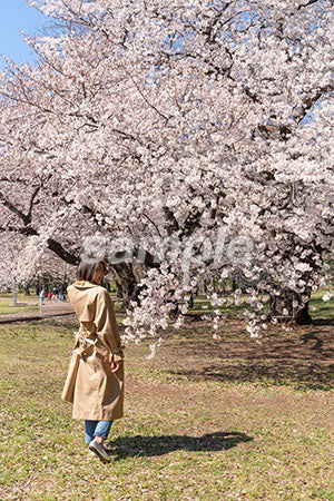 桜と女性の後ろ姿 a0050006PH