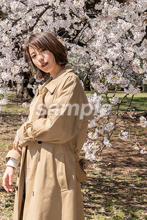 桜と女性が見つめる a0050011PH