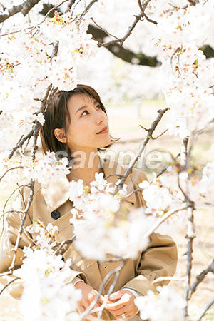 ボブの髪型の女性が桜を仰ぎ見る a0050013PH