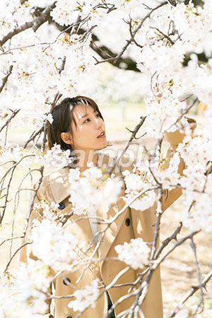 女性が桜の花に触れる a0050017PH