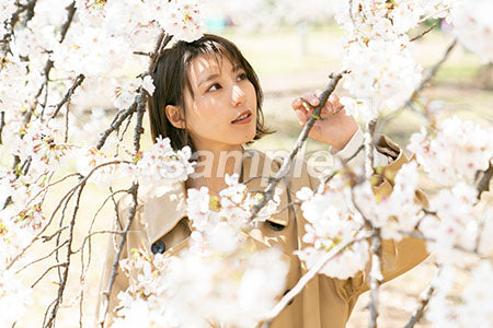桜と女性が見上げる a0050023PH