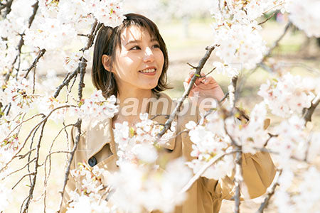 白い桜の花と女性の笑顔 a0050024PH
