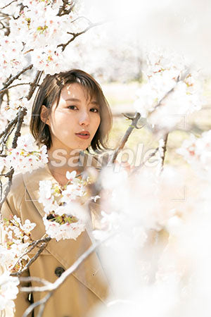 桜と女性 正面を見る a0050031PH