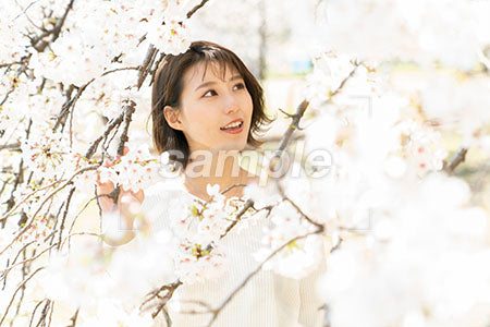 お花見の桜と女性が右上を見る a0050039PH