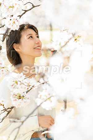 お花見の桜と女性 右上を見る a0050042PH