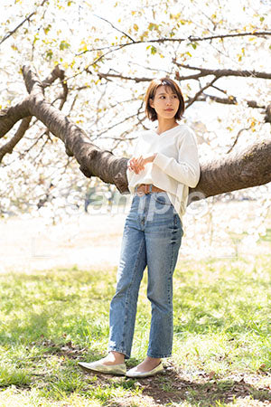 桜の咲く公園と白いニットをきた女性 a0050213PH