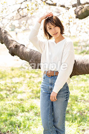 白いニットの20代の女性が桜の枝の前に立って正面を見る a0050223PH