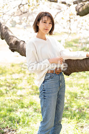 桜の前に立って正面を見るニットを着た女性 a0050224PH