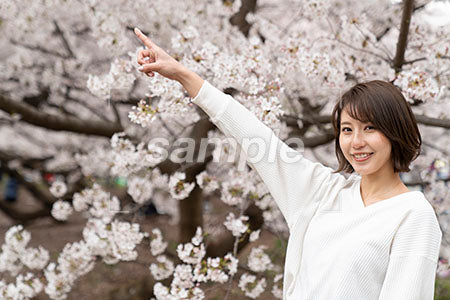 春の桜の前で斜め上を指さす女性、左上を指さす a0050295PH