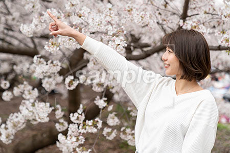 桜の前で斜め上を指さす白いセーターを着た女性 a0050296PH