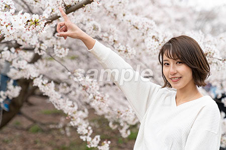 春の桜の前で斜め上を指さす女性が左上を指さす a0050298PH