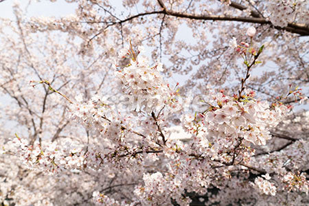 桜の白色の花 a0050579PH