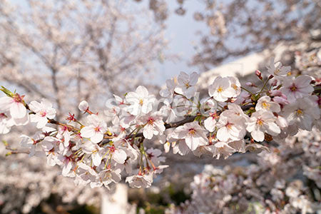 桜シーン 白色の花 a0050580PH