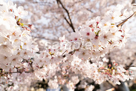 春の季節。桜シーン 花 a0050581PH