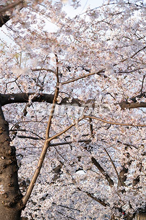 春の桜の風景 a0050683PH