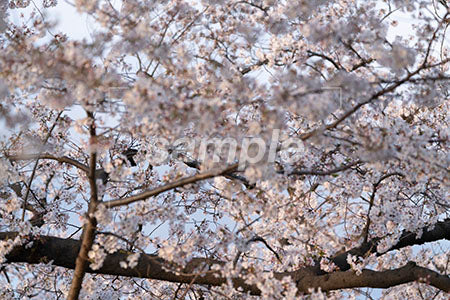 桜のシーン a0050684PH