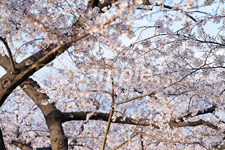桜の花が満開 a0050685PH