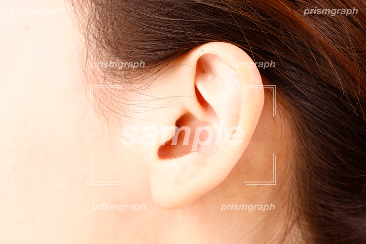 人物の耳のパーツ aq0090105
