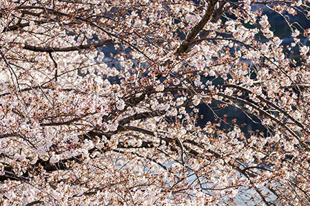 桜の木（Japanese cherry tree image） b0010001PH