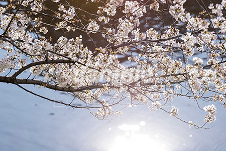 お花見のシーン 桜の木 満開、川 b0010003PH