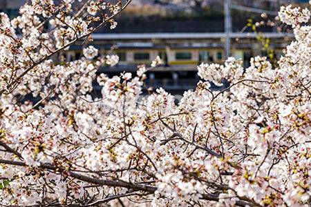 満開の桜と背景が電車 b0010006PH