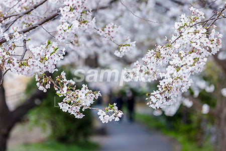 満開の桜の木の枝の道 b0010007PH
