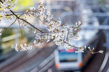 桜の花と電車 b0010008PH