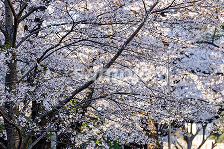 桜の木が満開 b0010009PH