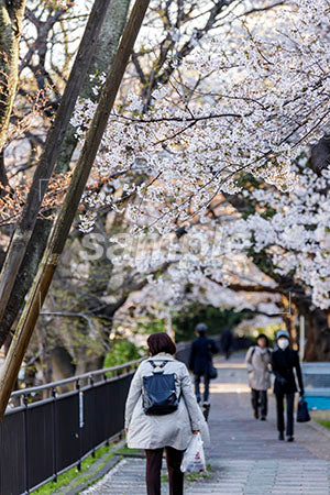 遊歩道と桜の花 b0010010PH