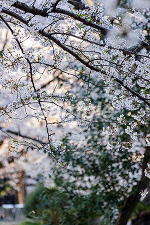 日本の桜の木 ピンク b0010011PH