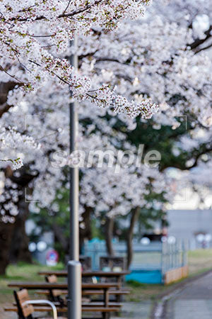 白い桜の花 b0010012PH