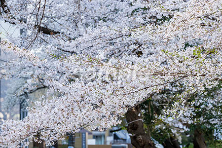 花見のシーン 桜の木 満開 b0010013PH