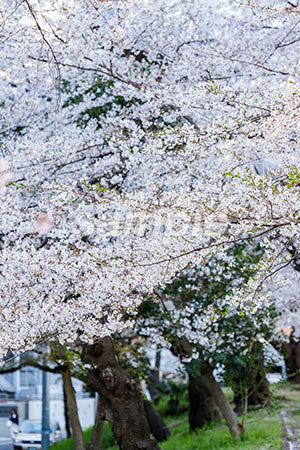 桜の花の満開のシーン　b0010014PH