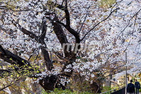 歩道に咲く桜 b0010017PH