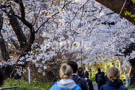 歩道にさく桜の木 b0010019PH