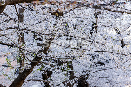 日本の桜の木の風景 b0010023PH