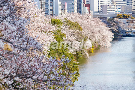 日本の桜の風景 b0010024PH