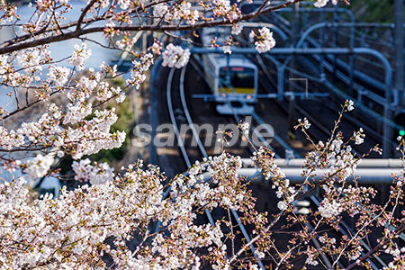 線路の電車と桜 b0010027PH