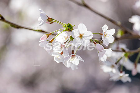 白い桜の花 b0010031PH