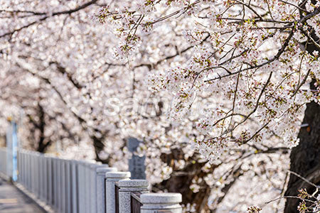 ニッポンの桜の満開 b0010032PH