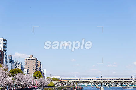 ニッポンの桜の花と鉄橋 b0010033PH
