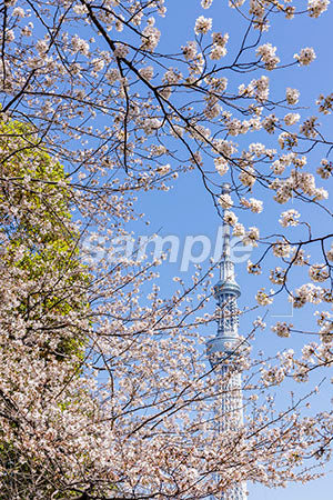 お花見のシーン 桜の木 緑、青空 b0010038PH