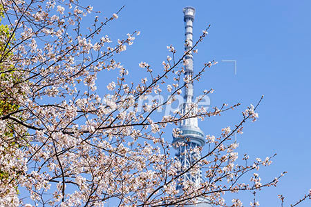 お花見のシーン 都会の桜 b0010040PH