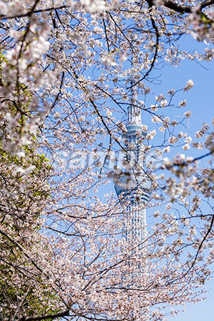 花見の桜と空 b0010041PH
