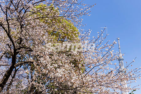 都会の桜の木と緑の木 b0010044PH